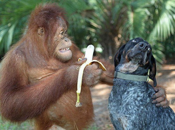 Monkey-feeding-dog.jpg