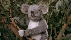 tumblr_lxrol1OgSi1r9g7i9o1_250.gif
